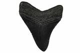 Serrated, Fossil Megalodon Tooth - South Carolina #374808-1